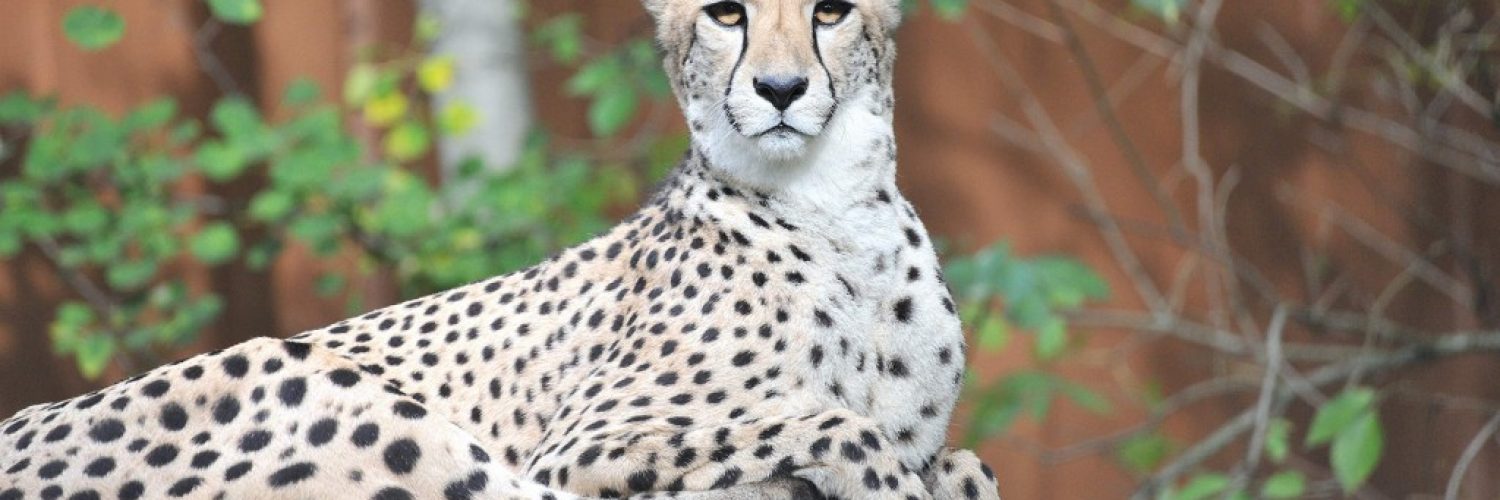 Gepard im Zoo Rostock_Foto Zoo Rostock_Kloock