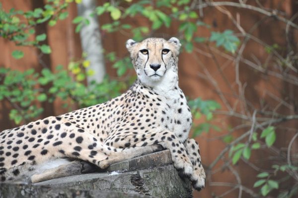 Gepard im Zoo Rostock_Foto Zoo Rostock_Kloock