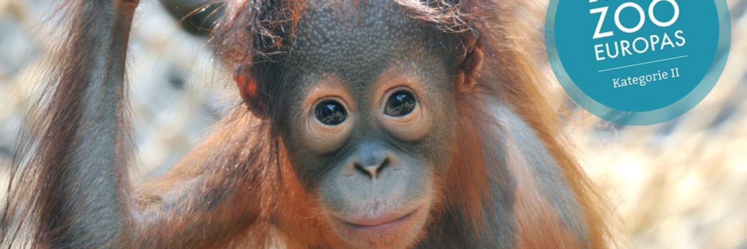 Orang-Utan_Surya © Zoo Rostock Kloock