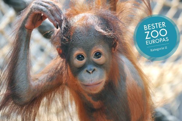 Orang-Utan_Surya © Zoo Rostock Kloock