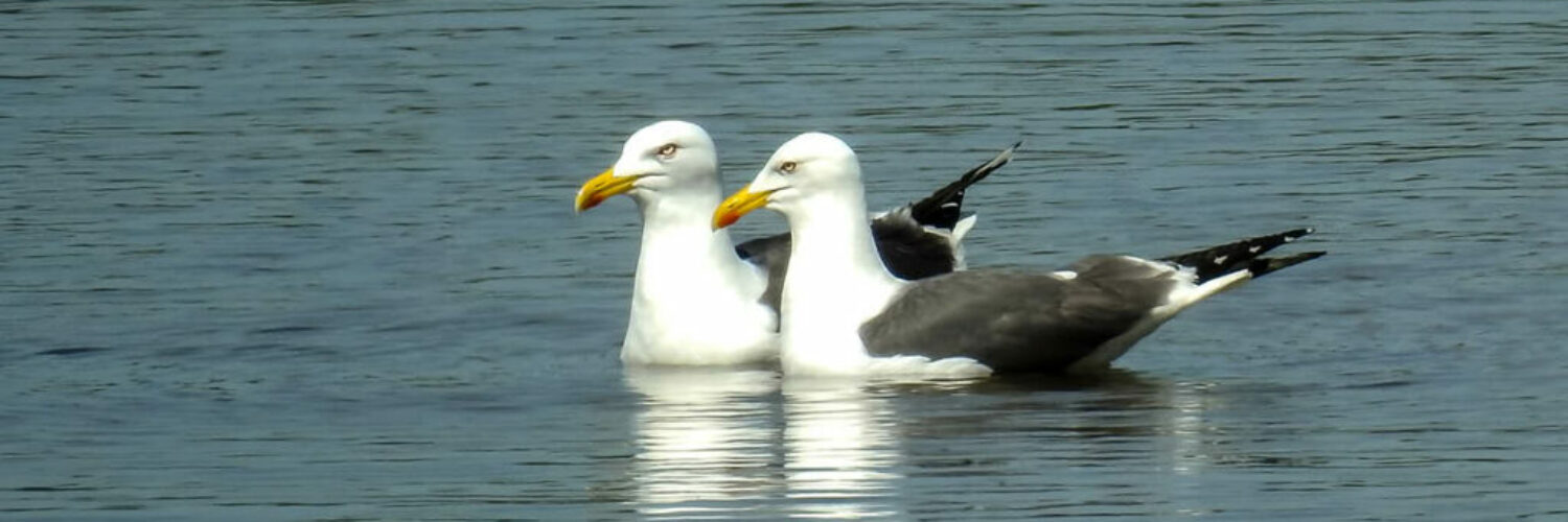 Möwen der Ostsee