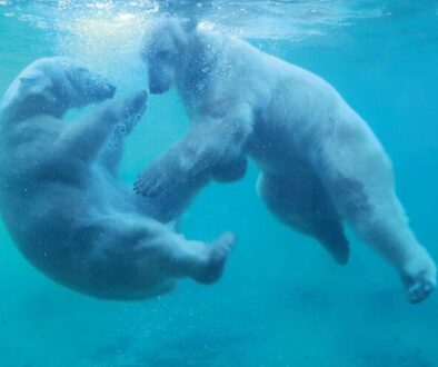 02_Eisbären_Foto_Zoo Rostock_Franziska Bruhn