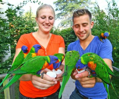 Loris füttern im Vogelpark Marlow