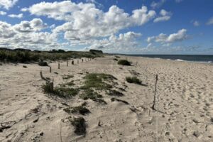 Strand, Schutz und Staunen – NABU Einsätze am Riedensee