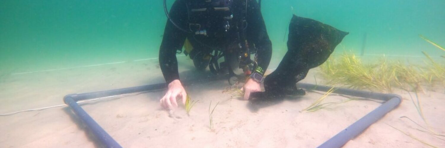Seegras für die Ostsee – Ein Sommer voller grüner Hoffnung