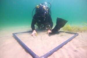 Seegras für die Ostsee – Ein Sommer voller grüner Hoffnung
