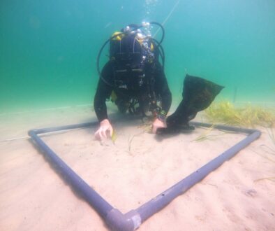 Seegras für die Ostsee – Ein Sommer voller grüner Hoffnung