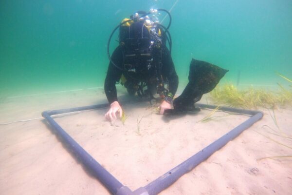 Seegras für die Ostsee – Ein Sommer voller grüner Hoffnung